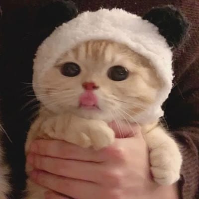 مشال بھٹی avatar